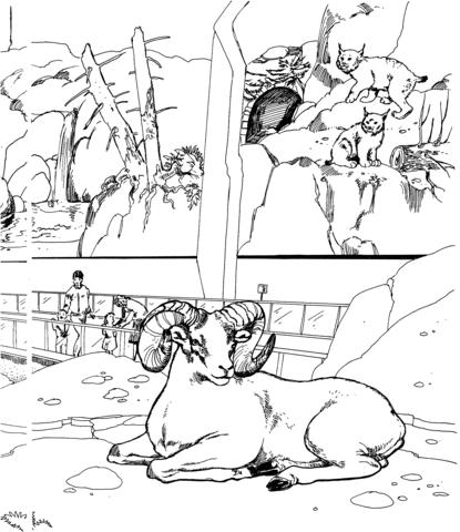 Bighorn Sheep And Bobcats In A Zoo Coloring Page